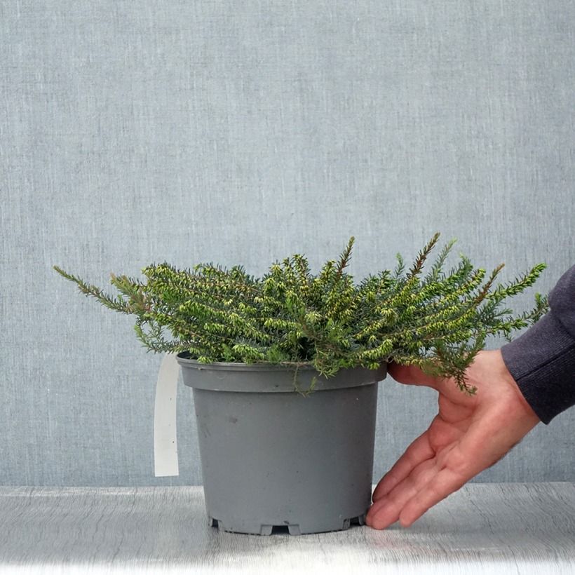 Amostra de Urze de inverno Furzey - Erica darleyensis Vaso de 2 L/3 L tal como entregue no verão