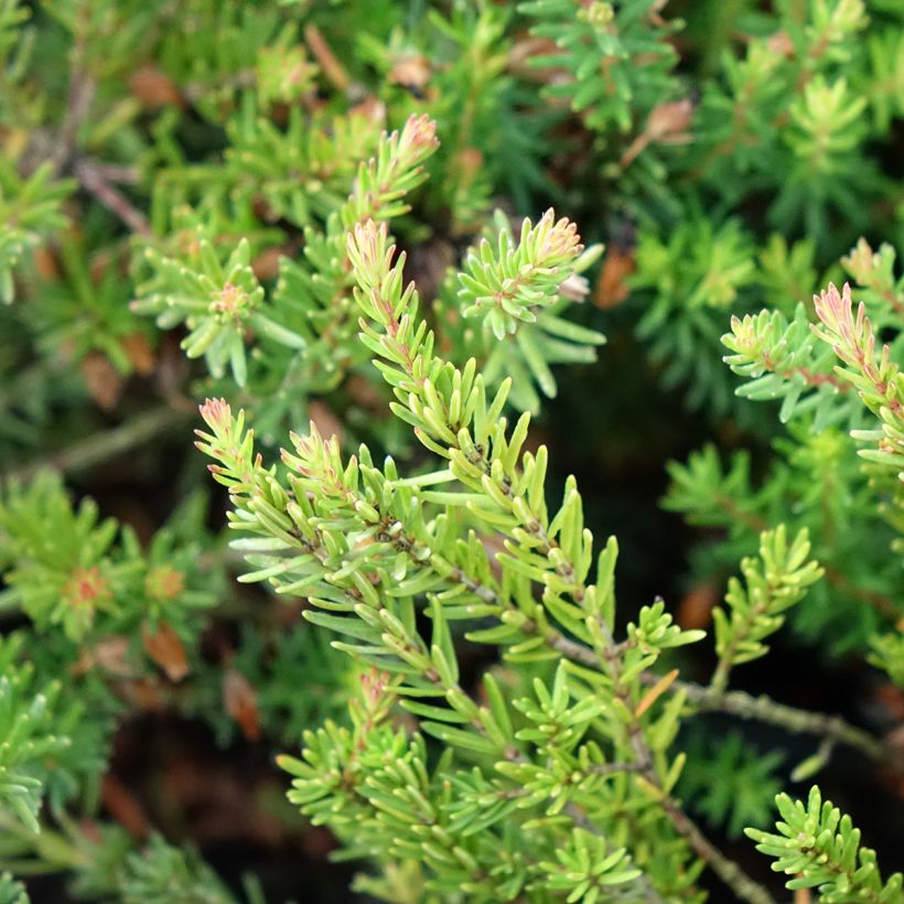 Urze-de-inverno Ruby Glow - Erica carnea (Folhagem)
