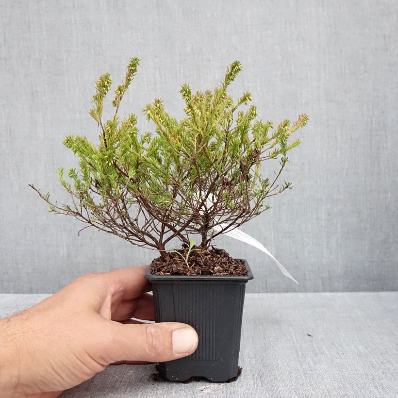 Amostra de Urze-de-inverno Ruby Glow - Erica carnea Vaso de 8/9 cm tal como entregue no outono