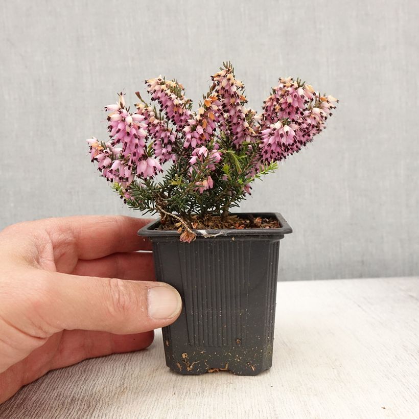 Amostra de Urze-de-inverno Ruby Glow - Erica carnea Vaso de 8/9 cm tal como entregue na primavera