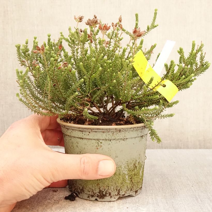 Amostra de Urze-das-turfeiras Alba - Erica tetralix Vaso de 12 cm/13 cm tal como entregue na primavera