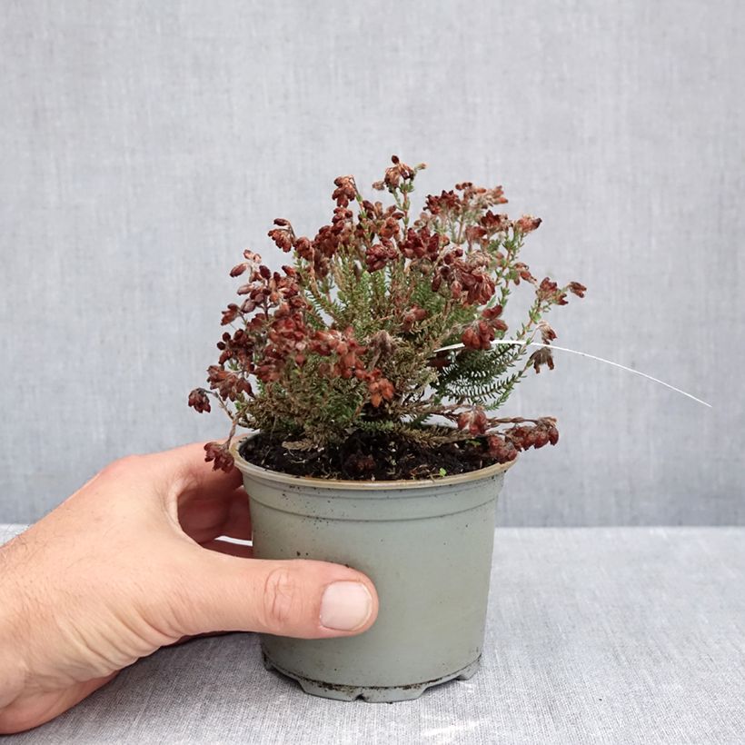 Amostra de Urze-das-turfeiras Con Underwood - Erica tetralix Vaso de 10 cm/11 cm tal como entregue no outono