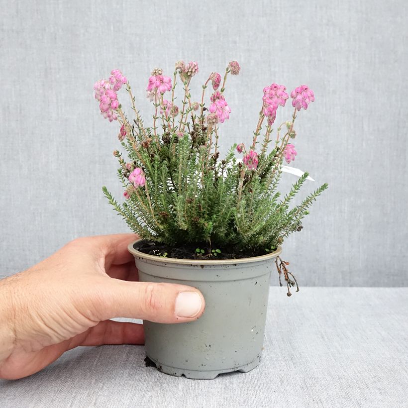 Amostra de Urze-das-turfeiras Con Underwood - Erica tetralix Vaso de 12 cm/13 cm tal como entregue na primavera