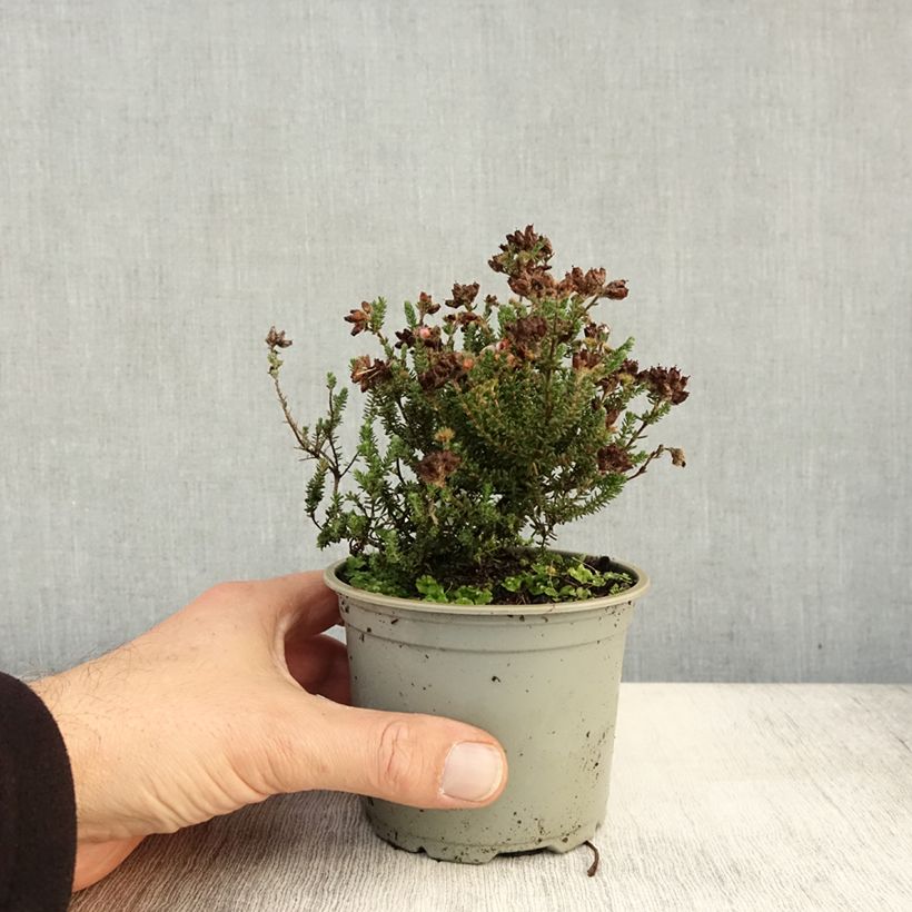 Amostra de Urze-das-turfeiras - Erica tetralix Vaso de 10 cm/11 cm tal como entregue no outono