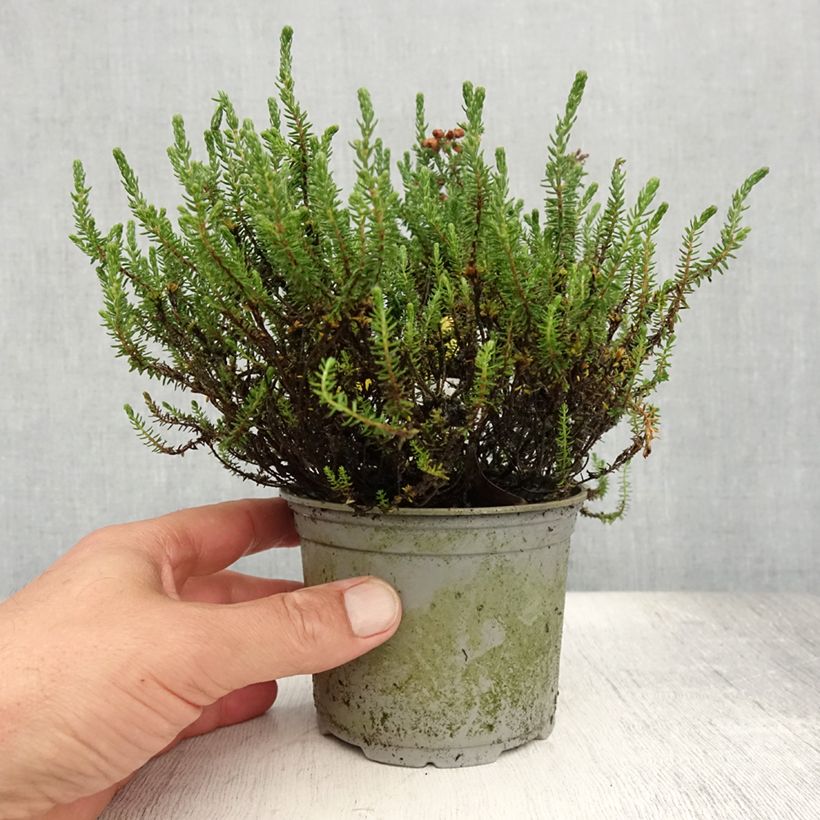 Amostra de Urze-das-turfeiras - Erica tetralix Vaso de 12 cm/13 cm tal como entregue no verão