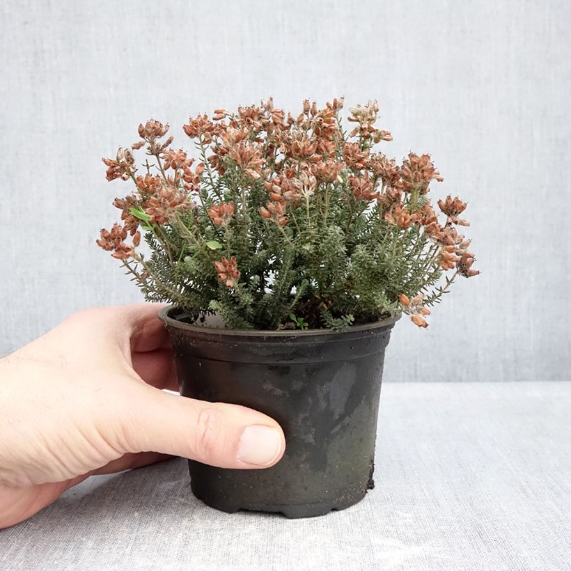 Amostra de Urze-das-turfeiras Tina - Erica tetralix Vaso de 10 cm/11 cm tal como entregue no inverno