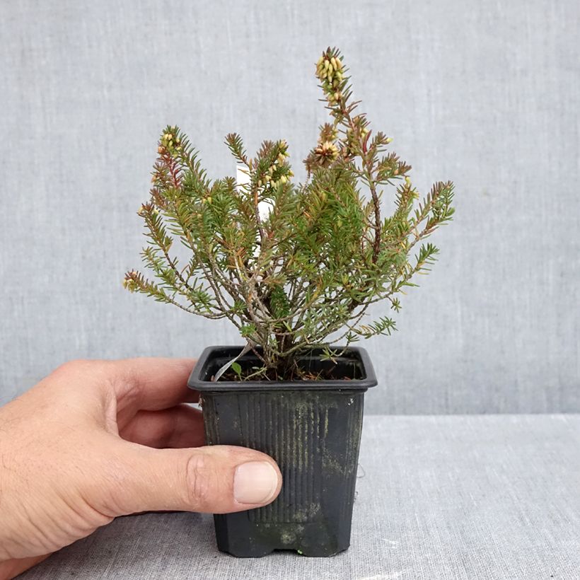 Amostra de Urze-de-inverno Eva - Erica carnea Vaso de 8/9 cm tal como entregue no outono