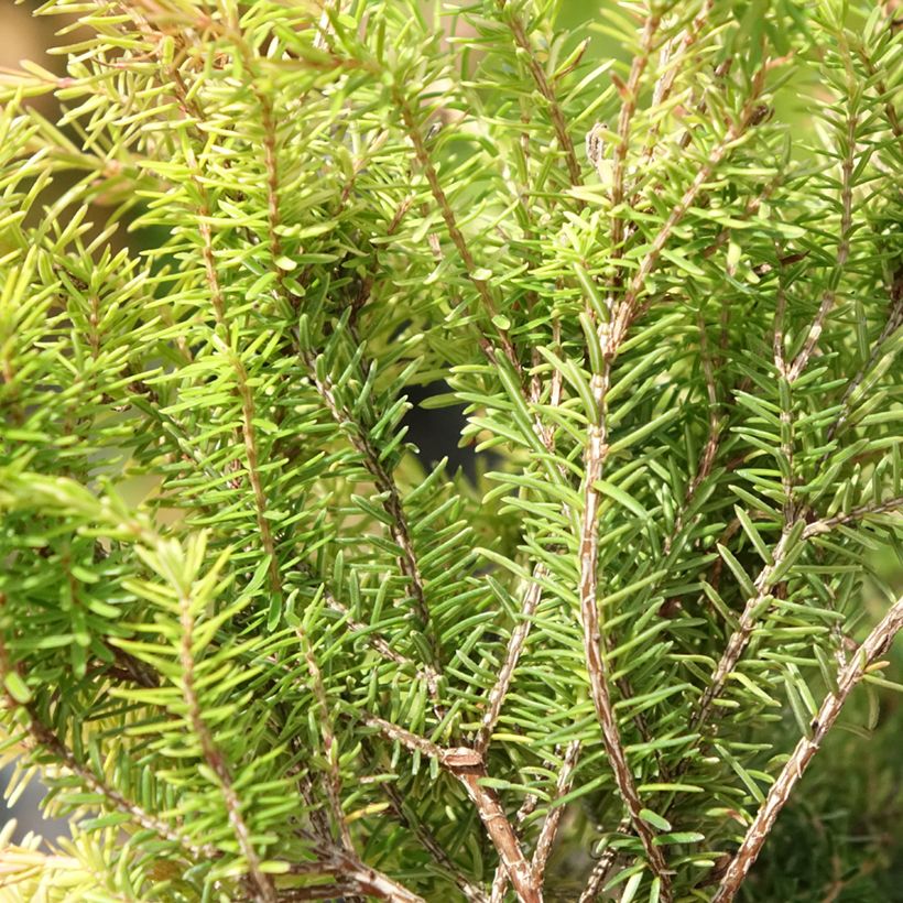 Urze-de-inverno Foxhollow - Erica carnea (Folhagem)