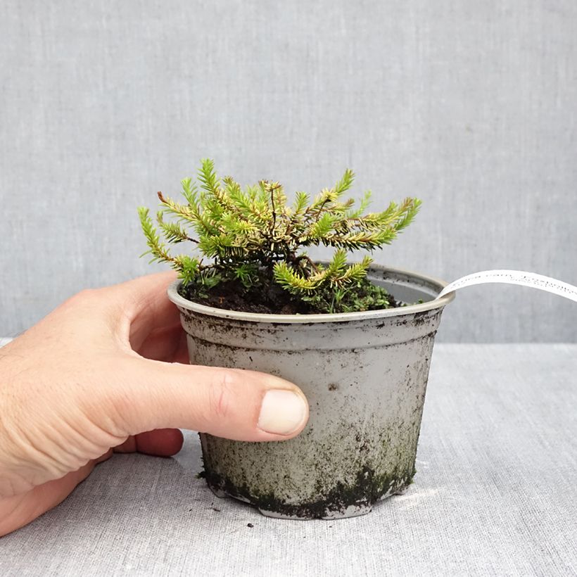 Amostra de Urze-de-inverno Foxhollow - Erica carnea Vaso de 12 cm/13 cm tal como entregue no outono
