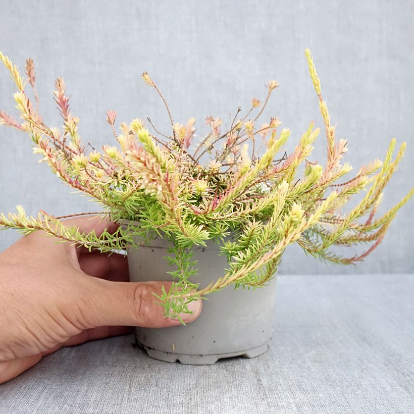 Amostra de Urze-de-inverno Foxhollow - Erica carnea Vaso de 12 cm/13 cm tal como entregue no verão