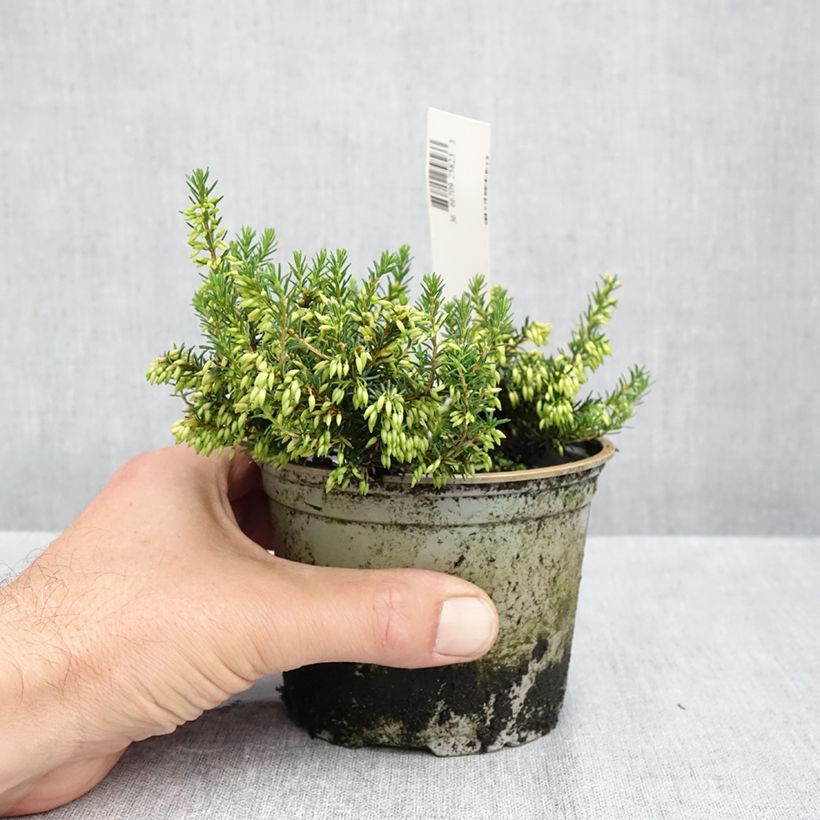Amostra de Urze-de-inverno Isabell - Erica carnea Vaso de 10 cm/11 cm tal como entregue no outono