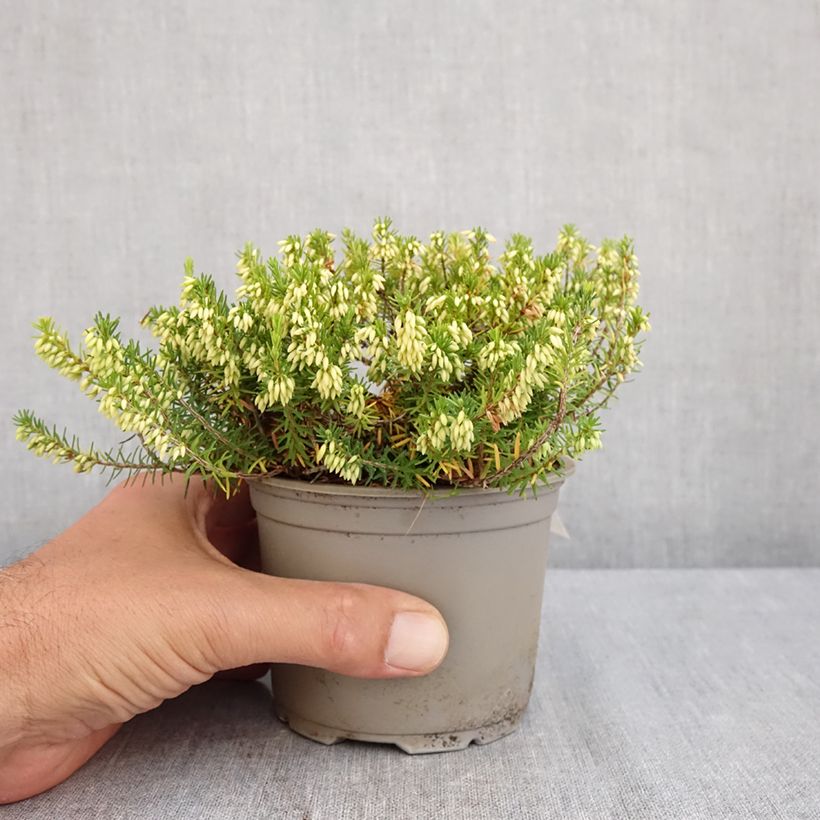 Amostra de Urze-de-inverno Isabell - Erica carnea Vaso de 12 cm/13 cm tal como entregue no verão