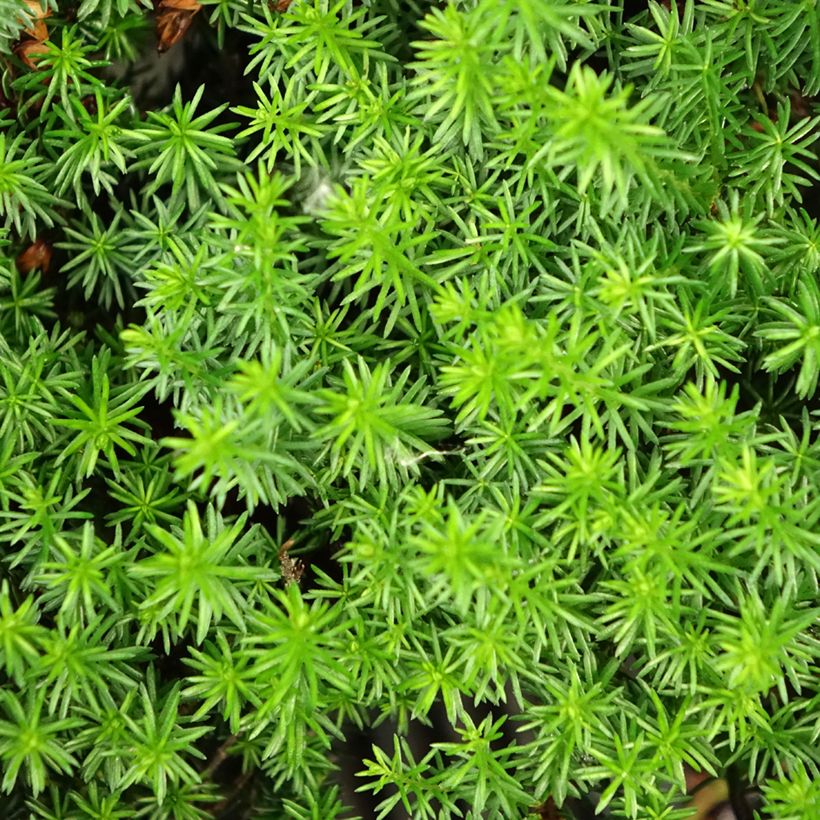 Urze-de-inverno Isabell - Erica carnea (Folhagem)