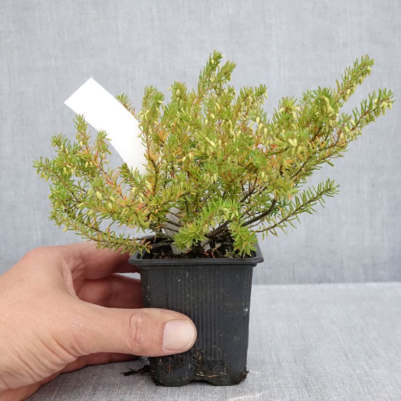 Amostra de Urze de inverno Jenny Porter - Erica darleyensis Vaso de 8/9 cm tal como entregue no outono