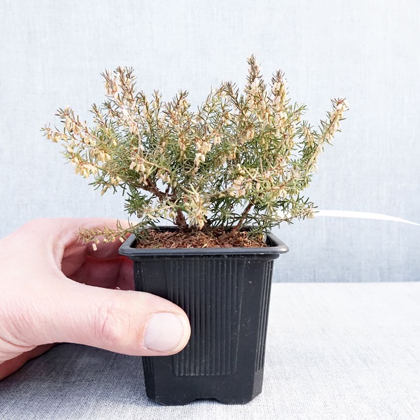 Amostra de Bruyère des neiges - Erica carnea Jenny Porter Vaso de 8/9 cm tal como entregue no inverno