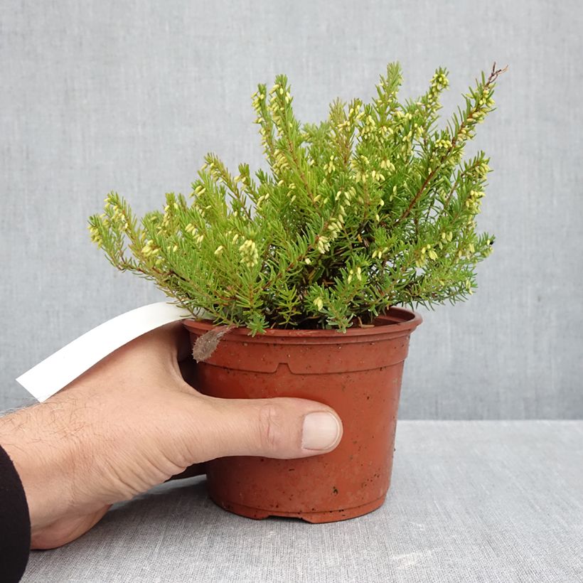 Amostra de Urze de inverno Jenny Porter - Erica darleyensis Vaso de 1 L/1,5 L tal como entregue no outono