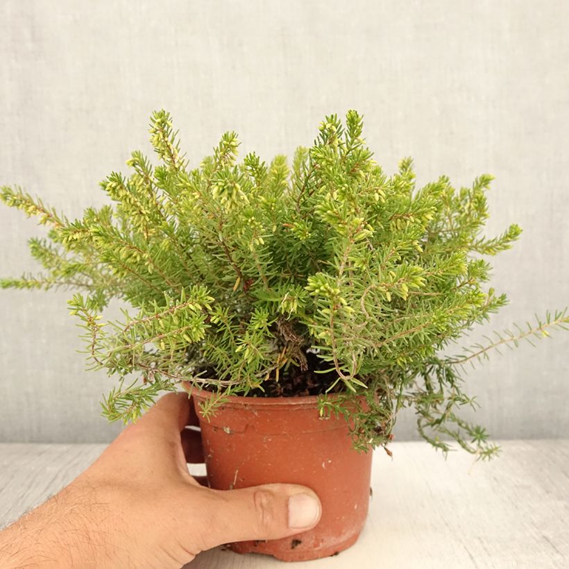 Amostra de Urze de inverno Jenny Porter - Erica darleyensis Vaso de 1 L/1,5 L tal como entregue no verão