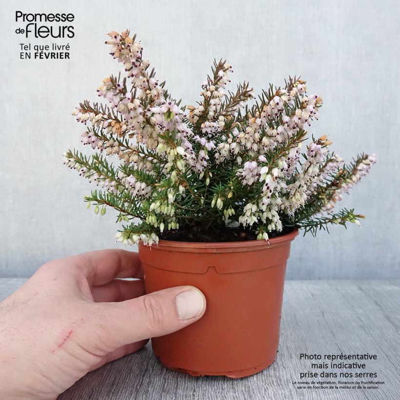 Amostra de Bruyère des neiges - Erica carnea Jenny Porter Vaso de 1 L/1,5 L tal como entregue no inverno