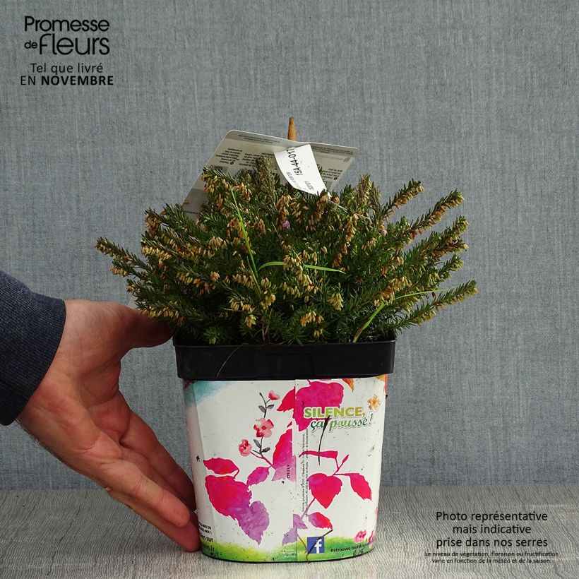 Amostra de Urze de inverno Jenny Porter - Erica darleyensis Vaso de 2 L/3 L tal como entregue no outono