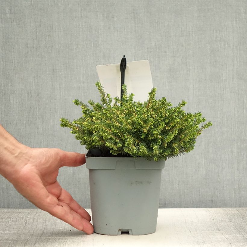 Amostra de Urze de inverno Jenny Porter - Erica darleyensis Vaso de 2 L/3 L tal como entregue no verão