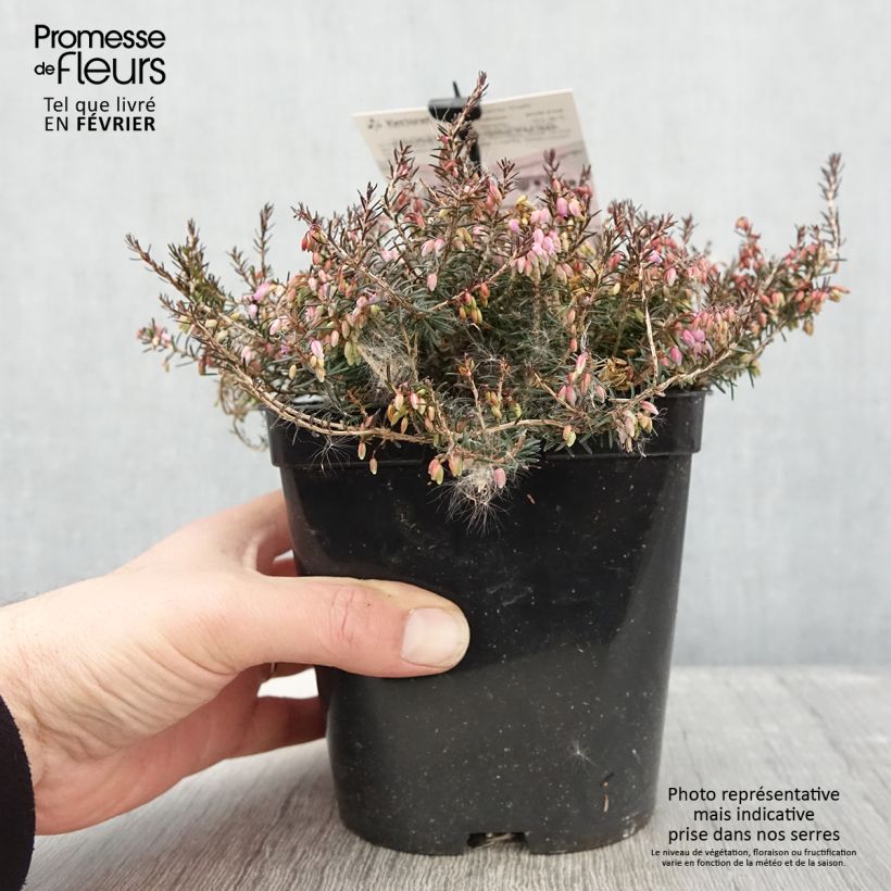 Amostra de Bruyère des neiges - Erica carnea Myreton Ruby  Vaso de 1,5 L/2 L tal como entregue no inverno