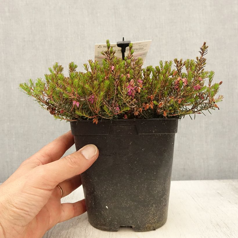Amostra de Urze-de-inverno Myreton Ruby - Erica carnea Vaso de 1,5 L/2 L tal como entregue na primavera