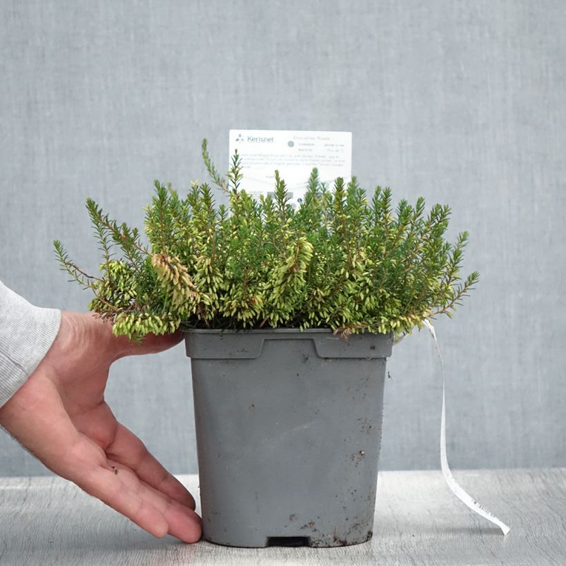 Amostra de Urze-de-inverno Rosalie - Erica carnea Vaso de 2 L/3 L tal como entregue no verão