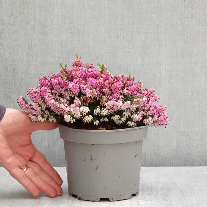 Amostra de Urze-de-inverno Rosalie - Erica carnea Vaso de 2 L/3 L tal como entregue na primavera
