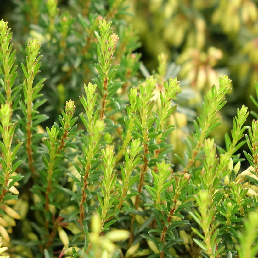 Urze-de-inverno Rosalie - Erica carnea (Folhagem)