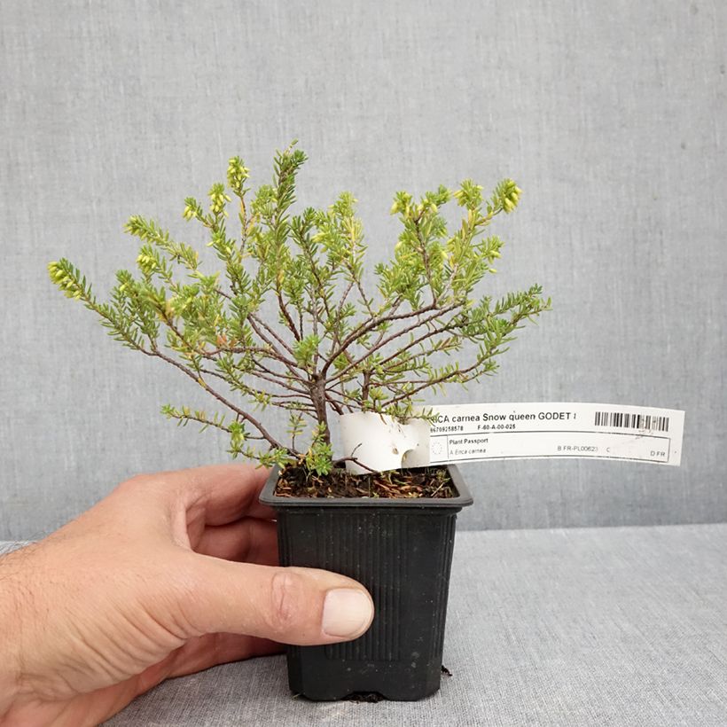 Amostra de Urze-de-inverno Snow Queen - Erica carnea Vaso de 8/9 cm tal como entregue no outono