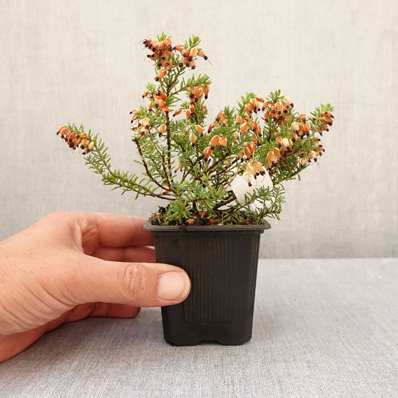 Amostra de Bruyère des neiges - Erica carnea Snow Queen Vaso de 8/9 cm tal como entregue na primavera