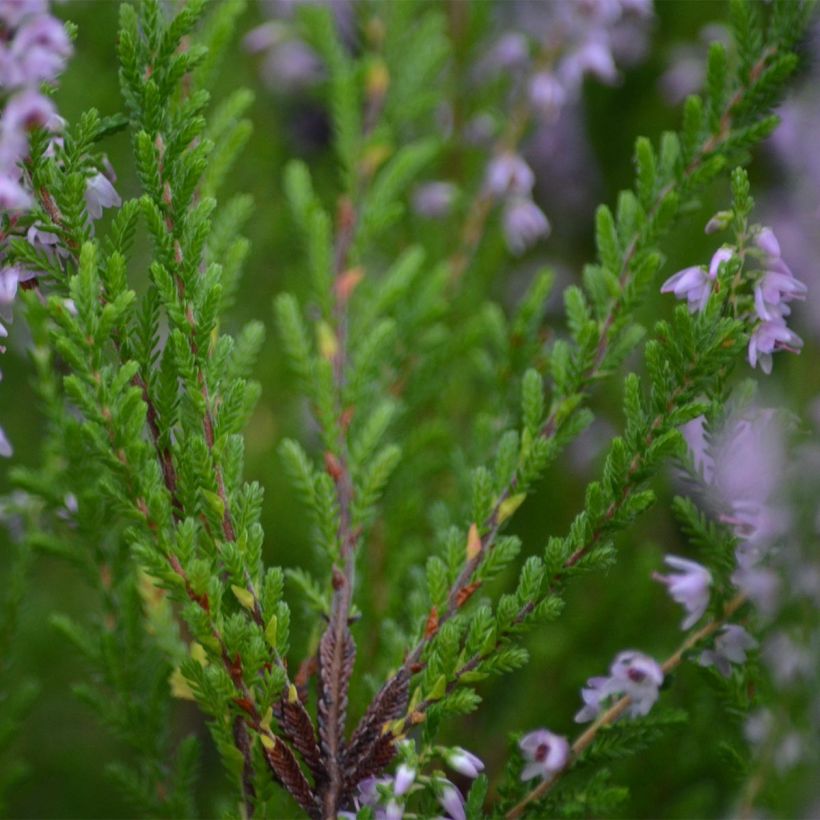 Calluna vulgaris Spring Torch (Folhagem)