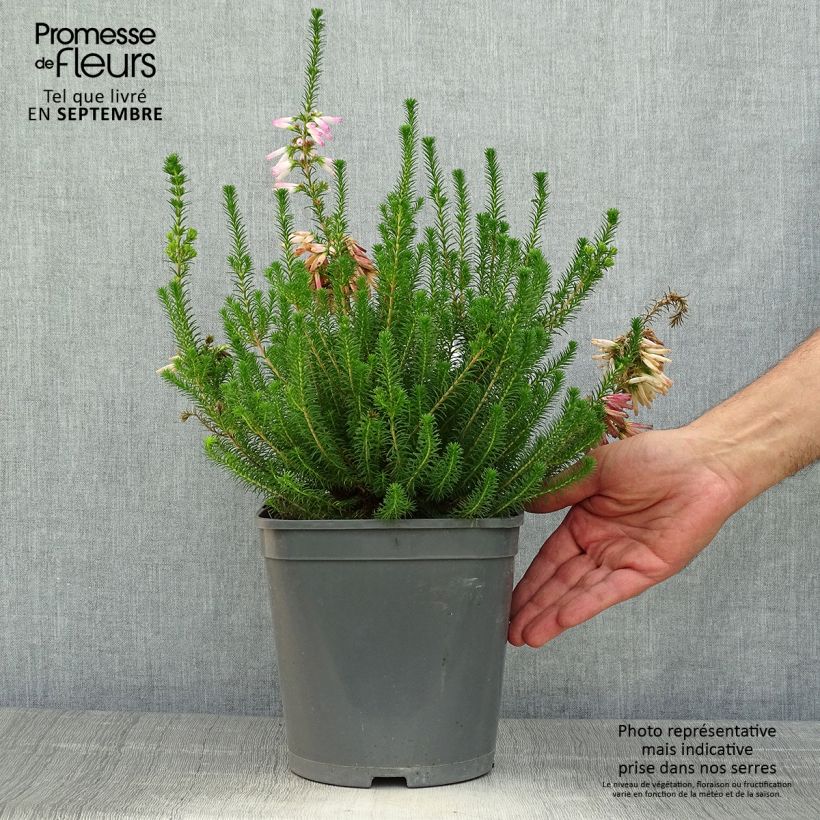 Amostra de Erica verticillata Vaso de 4 L/5 L tal como entregue no outono