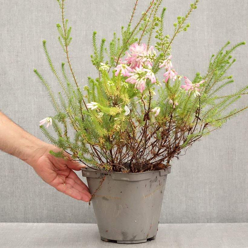 Amostra de Erica verticillata Vaso de 4 L/5 L tal como entregue no verão