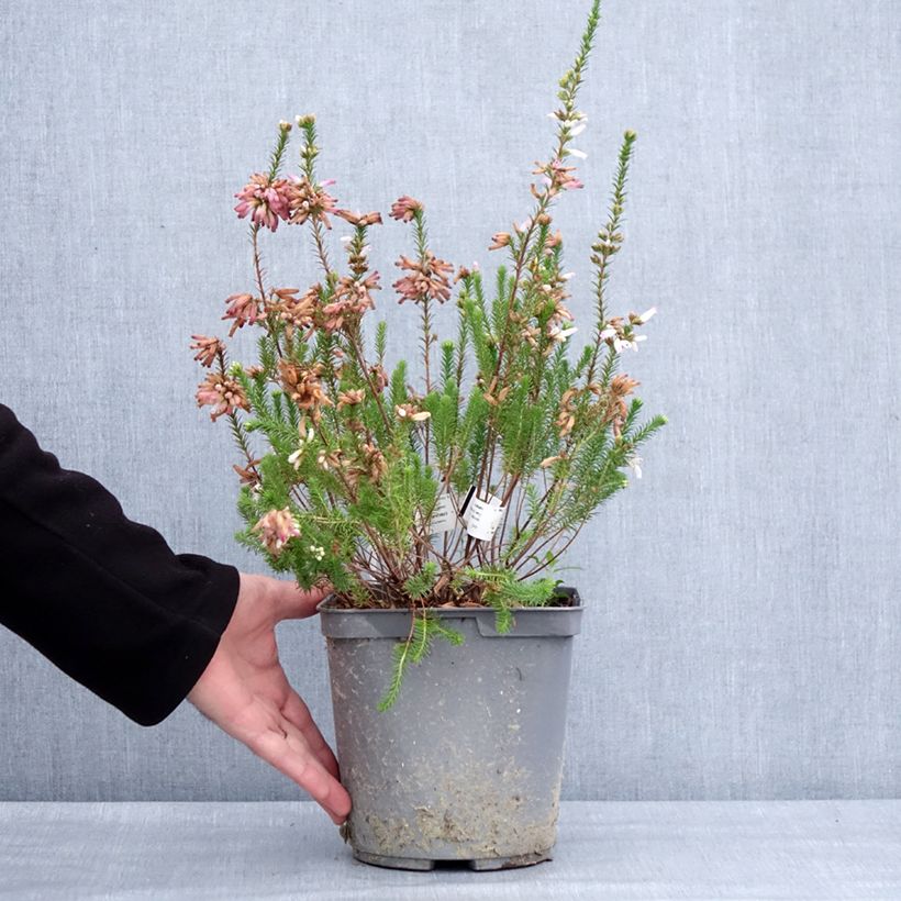 Amostra de Bruyère du Cap - Erica verticillata Vaso de 4 L/5 L tal como entregue no inverno