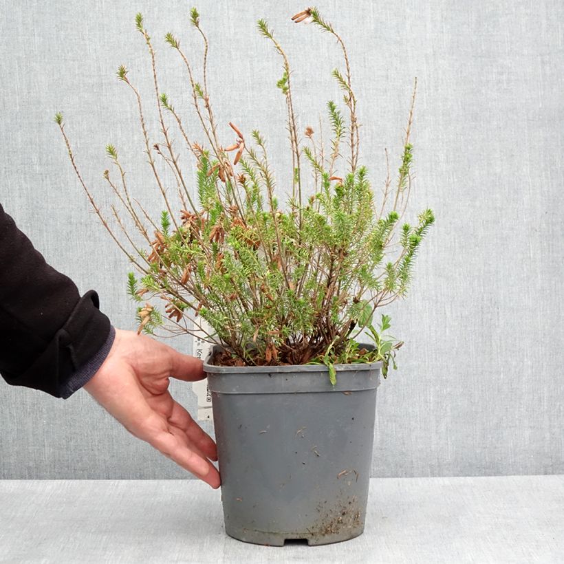Amostra de Erica verticillata Vaso de 4 L/5 L tal como entregue na primavera