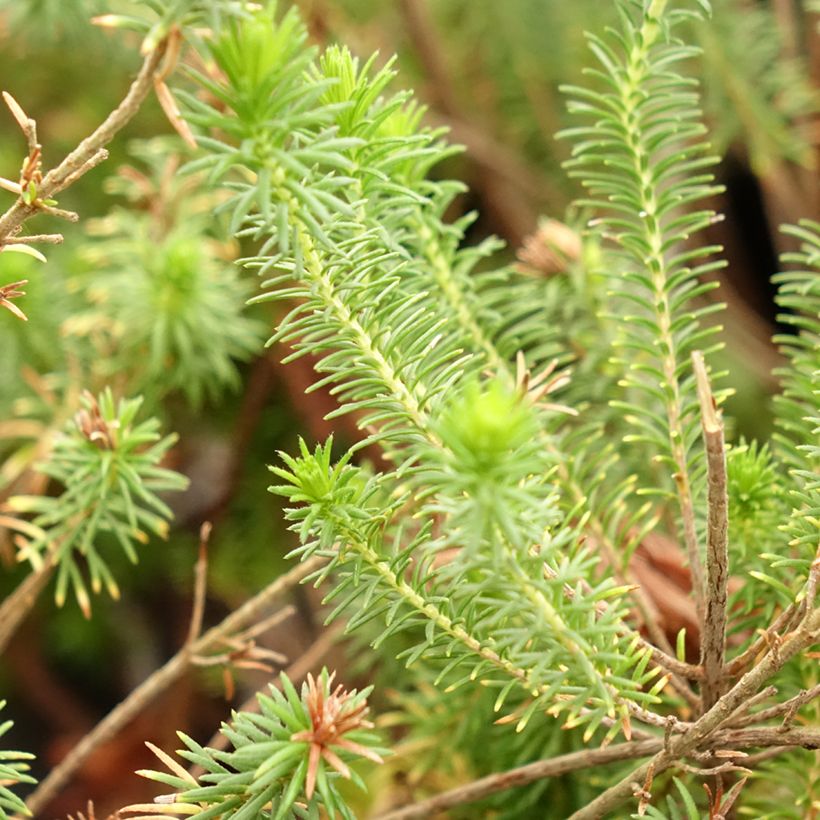 Erica verticillata (Folhagem)