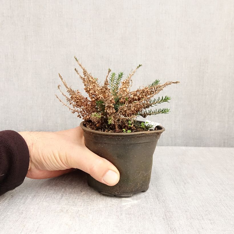 Amostra de Erica vagans Holden Pink Vaso de 12 cm/13 cm tal como entregue no outono