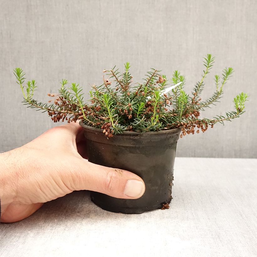 Amostra de Erica vagans Holden Pink Vaso de 12 cm/13 cm tal como entregue na primavera
