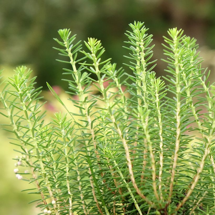 Erica vagans Holden Pink (Folhagem)