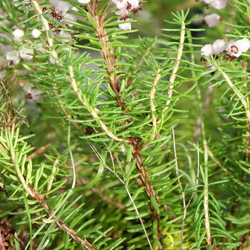 Erica vagans Mrs D.F. Maxwell (Folhagem)