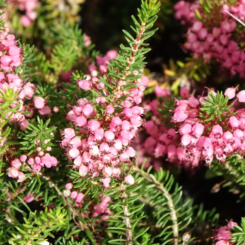 Erica vagans Mrs D.F. Maxwell (Floração)