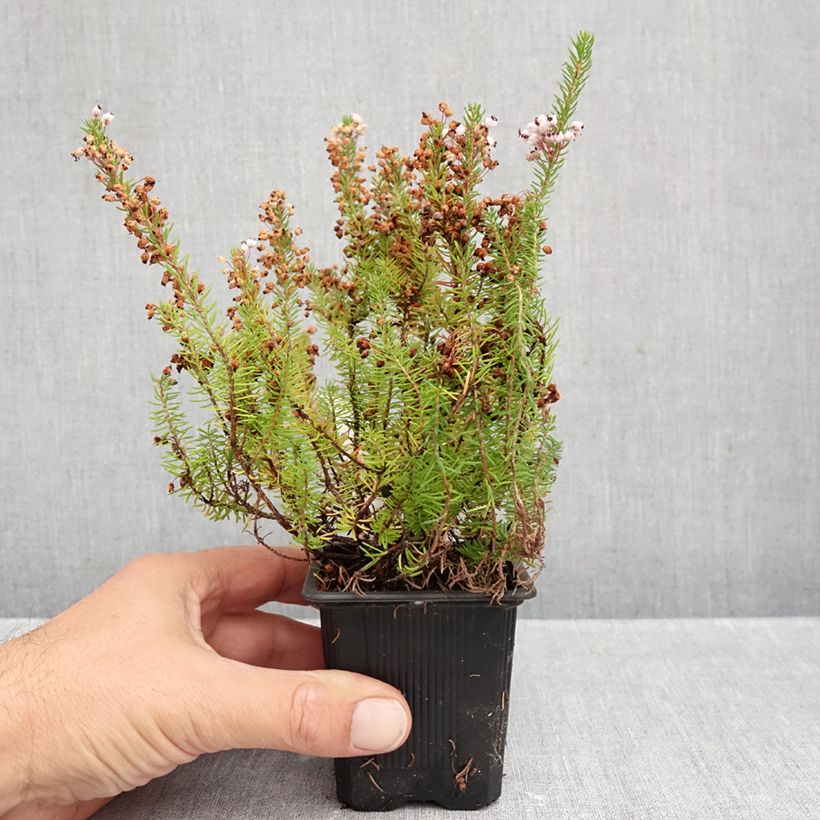 Amostra de Erica vagans Mrs D.F. Maxwell Vaso de 8/9 cm tal como entregue no outono