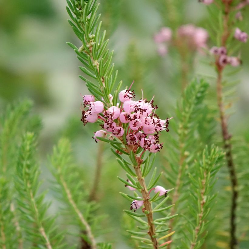 Erica vagans Pyrenees Pink (Floração)