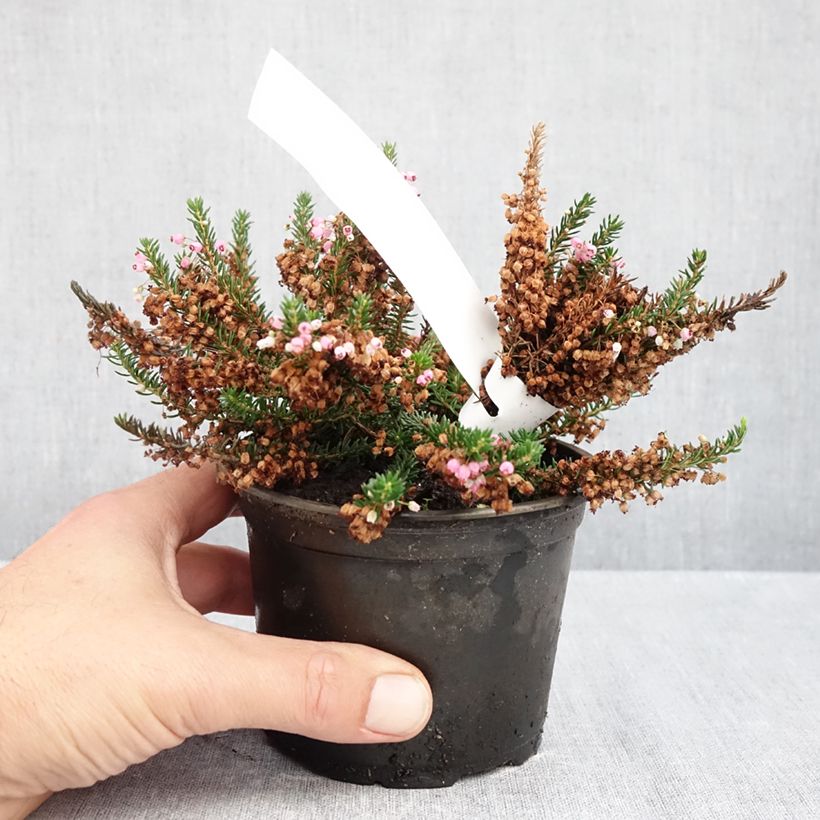 Amostra de Erica vagans Pyrenees Pink Vaso de 10 cm/11 cm tal como entregue no outono