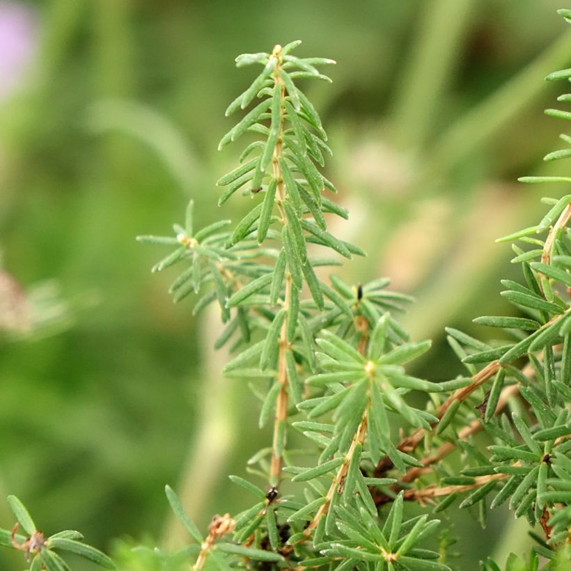 Erica vagans Pyrenees Pink (Folhagem)