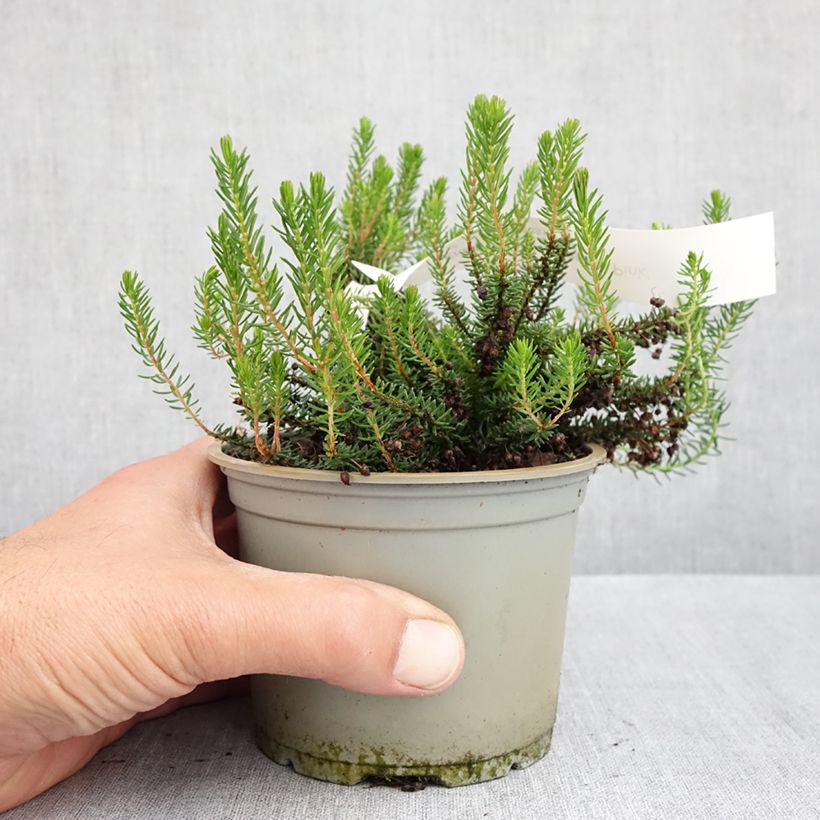 Amostra de Erica vagans Pyrenees Pink Vaso de 12 cm/13 cm tal como entregue na primavera