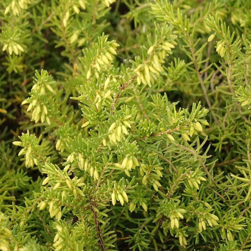 Erica vagans White Rocket (Folhagem)