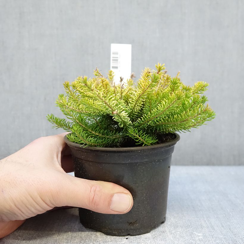 Amostra de Erica vagans Yellow John Vaso de 10 cm/11 cm tal como entregue no inverno