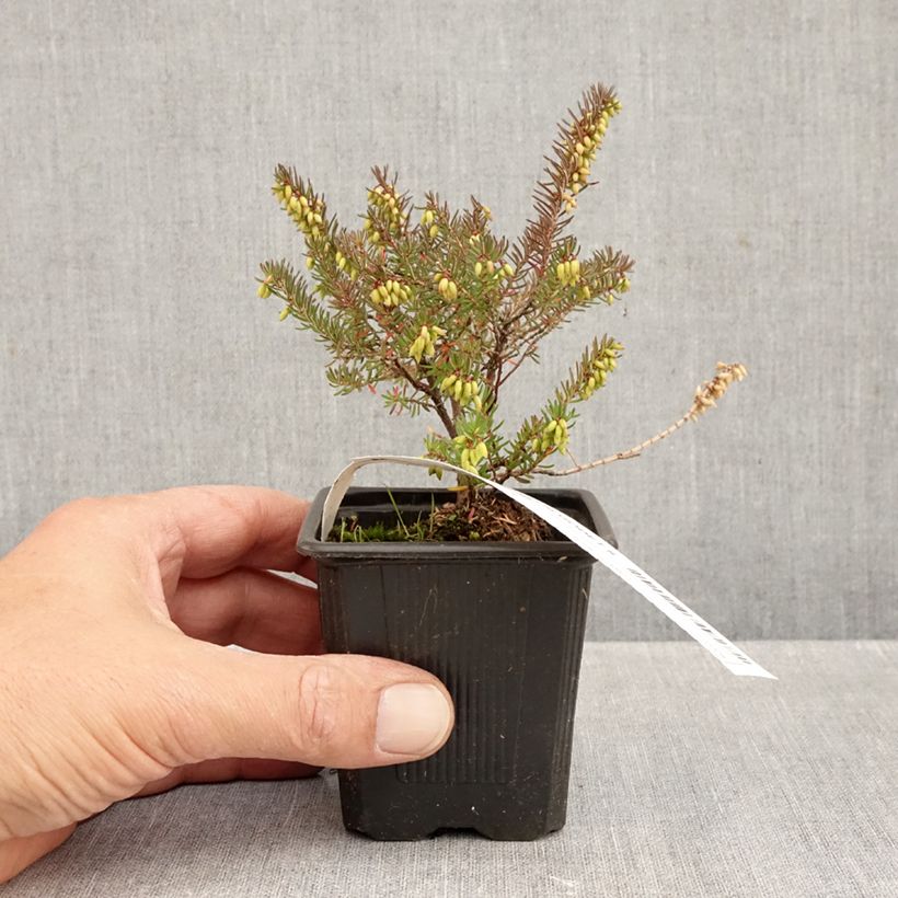 Amostra de Urze de inverno Winter Belles® Lucie - Erica darleyensis Vaso de 8/9 cm tal como entregue no outono